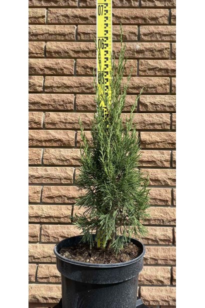 Ялівець китайський Спартан - 3л/вис.30-40см/Ø15-20см